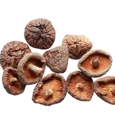 100g 250g 1kg 3kg Kuru Shiitake Mantarı, BRC IFS ISO HACCP ile