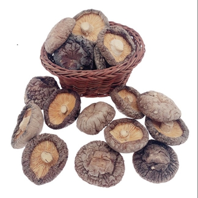 Kahverengi Tipik Lezzetli Kuru Shiitake Mantarı 4cm Yetiştirme Cubensis